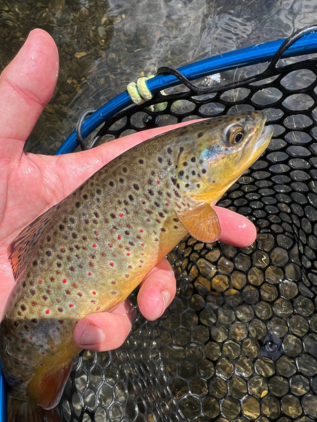 Black Hills Fishing Report June 5th 2026