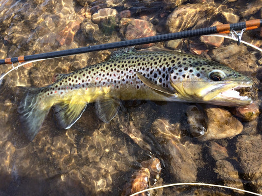 Black Hills Fishing Report - 3/5/2016