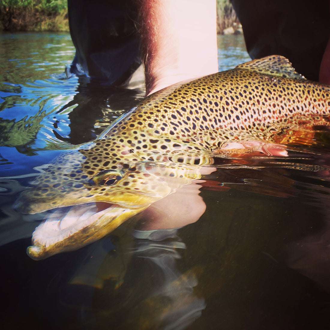 Black Hills Fishing Report - August 4, 2015