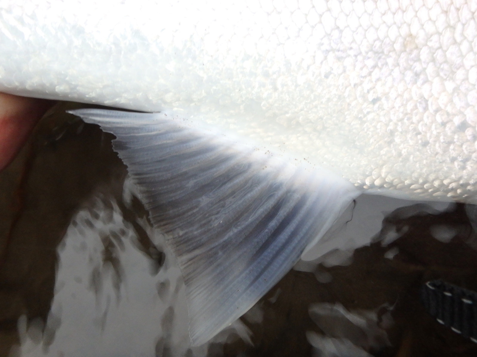 Oregon Steelhead