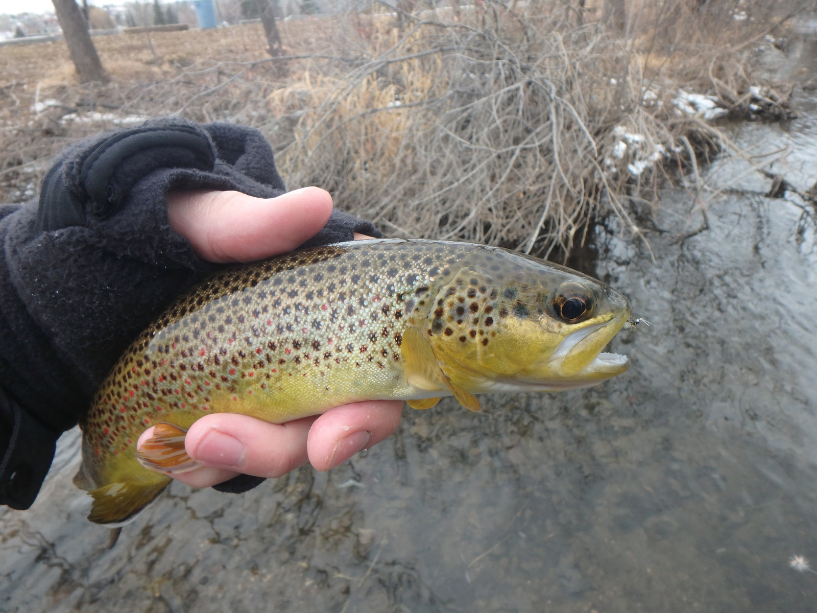 Dry Fly Fishing Has Finally Popped!