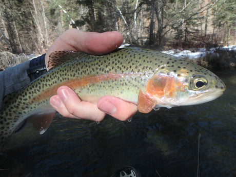 Black Hills Fishing Report - 3/10/2017