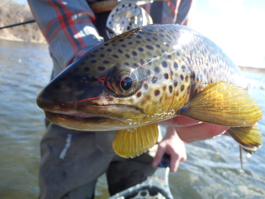 Bighorn River Trip