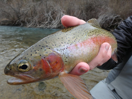 Black Hills Fishing Report - 4/26/2016