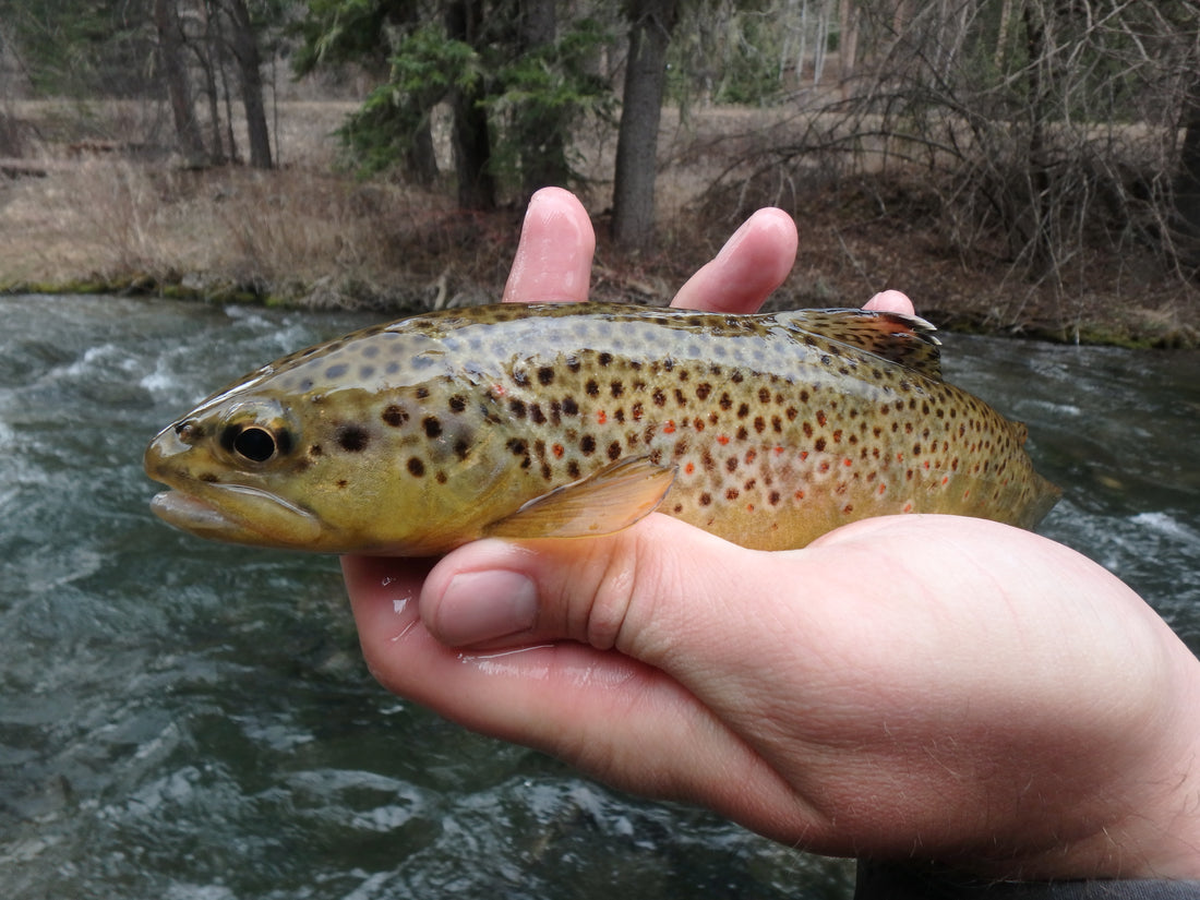 Black Hills Fishing Report - 5/6/2016