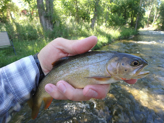 Black Hills Fishing Report - 6/27/2016