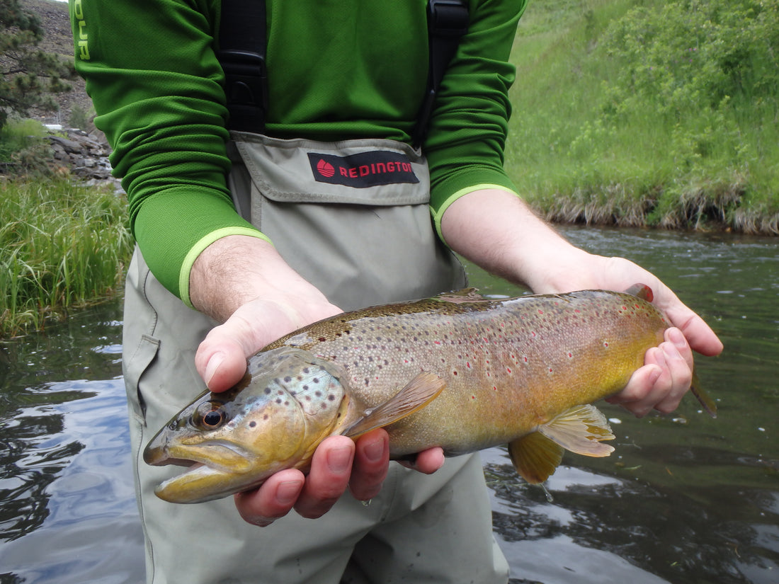 black hills fishing report - brown trout - guided fishing