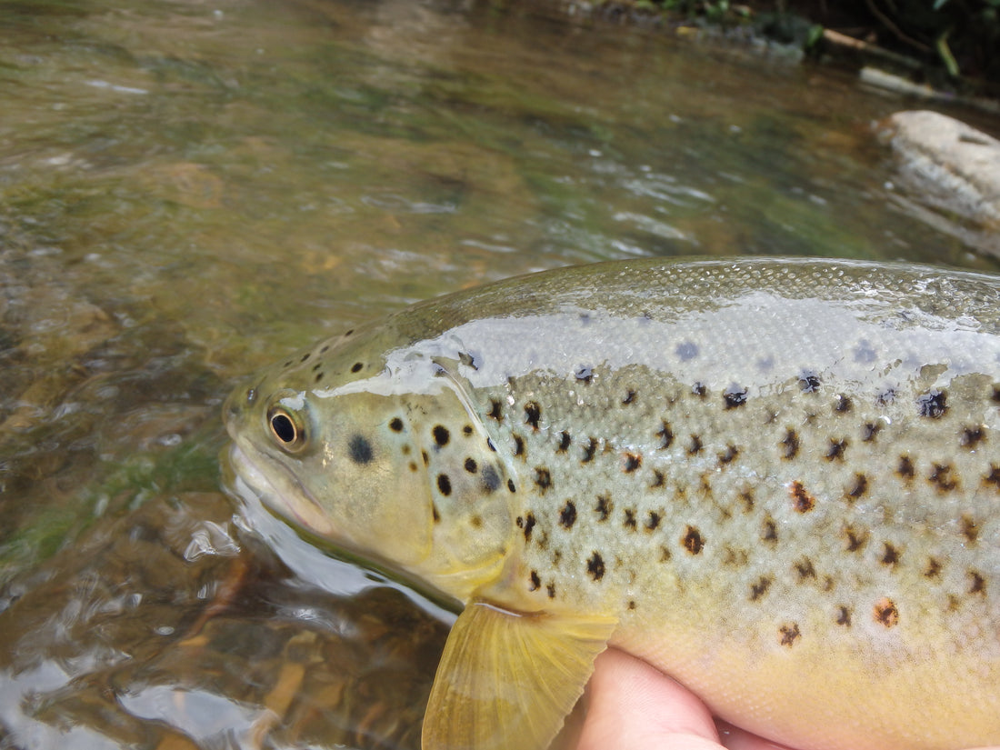 Black Hills Fly Fishing Report - July 23, 2015