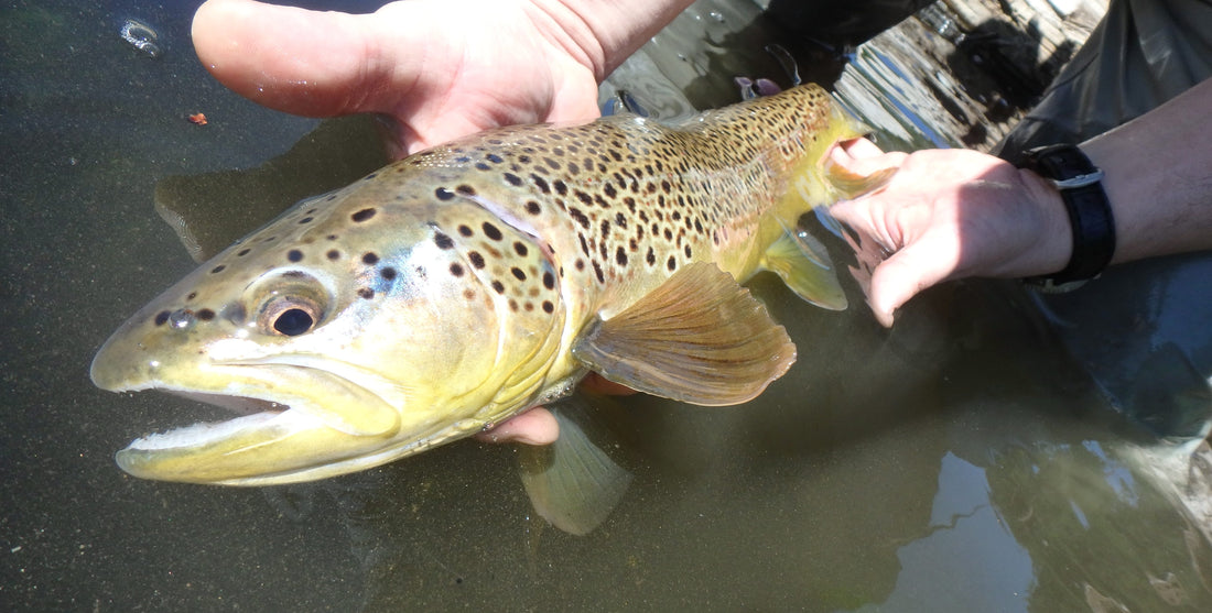 Black Hills Fly Fishing Report - 8/6/2016