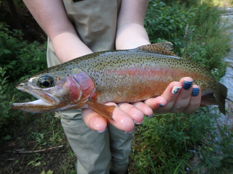 Black Hills Fly Fishing Report - 8/15/2016