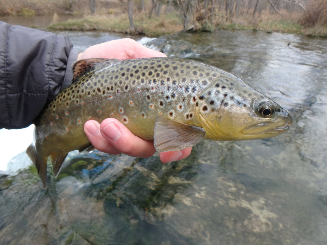 Black Hills Fishing Report - 11/8/15