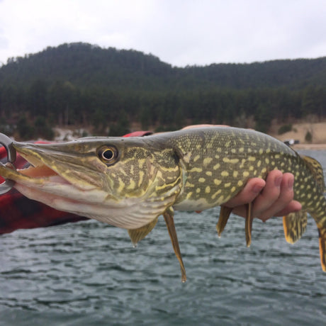 Pike Season Has Begun!