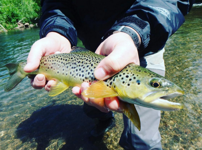 Rapid Creek Brown trout black hills fishing