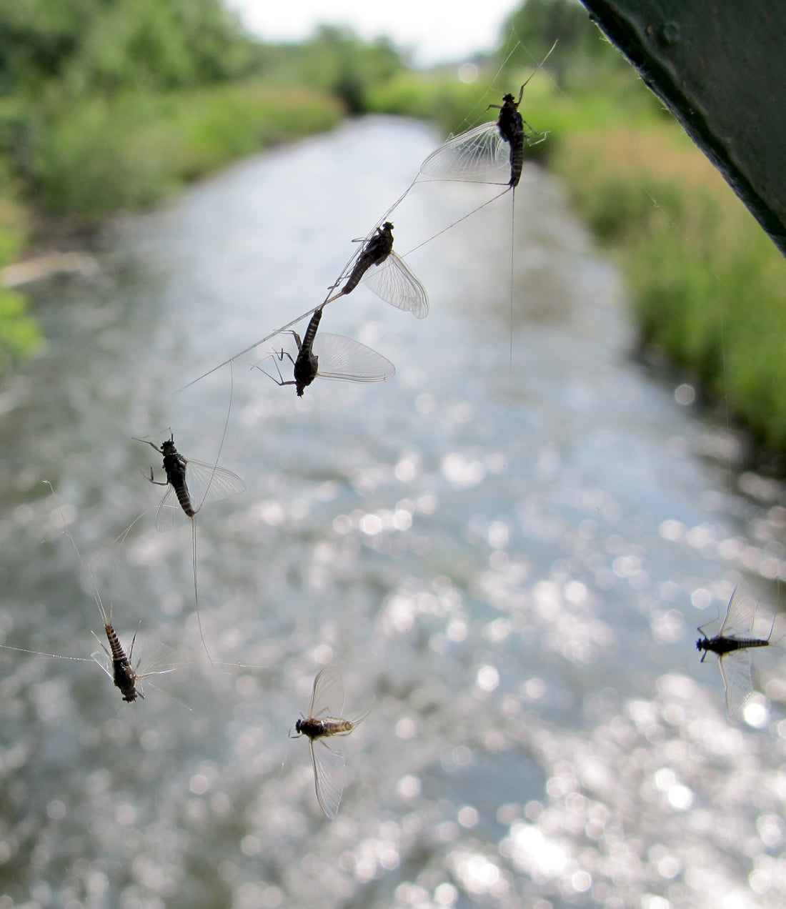 trico mayflies on rapid creek black hills south dakota