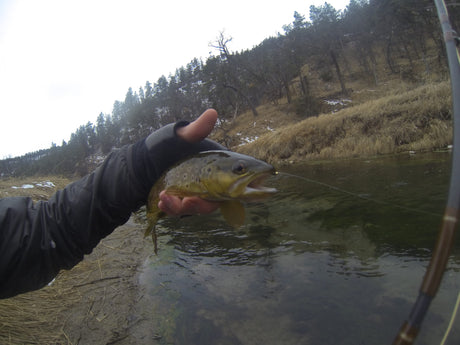 Sand Creek Brown Trout