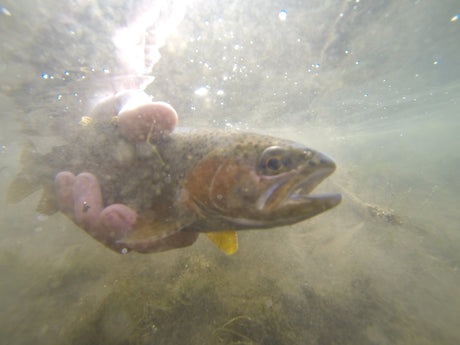 Warm Weather and Dry Flies