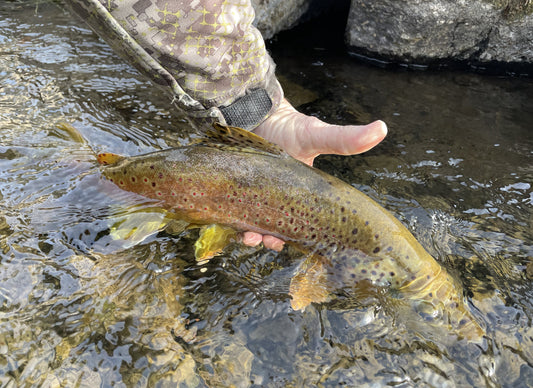 Black Hills Fishing Report - 1/31/2022