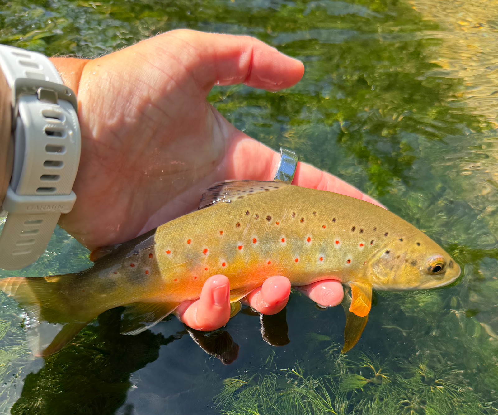 Black Hills Fishing Report July 1st 2026