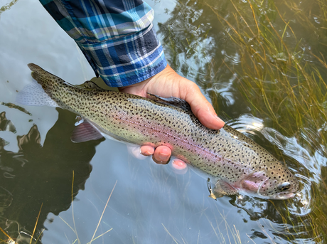 Black Hills Fishing Report August 5th 2026