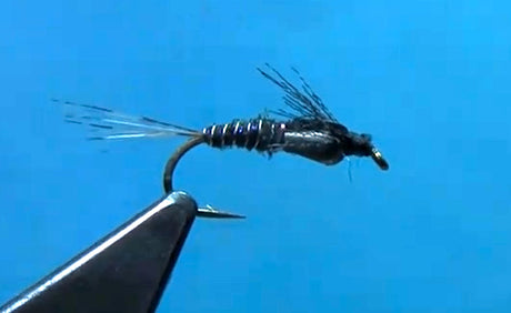 Tungsten Undertaker Nymph for French, Spanish, or Czech nymphing.