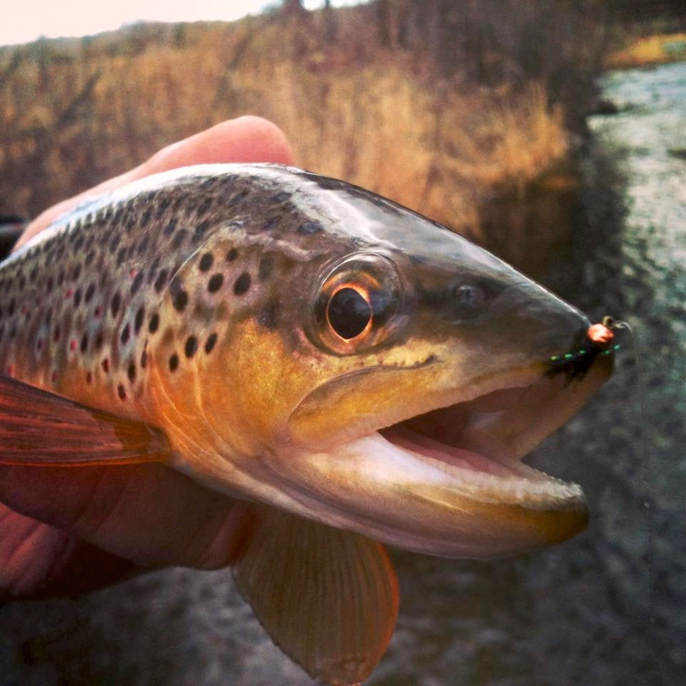 Winter Rapid Creek Brown