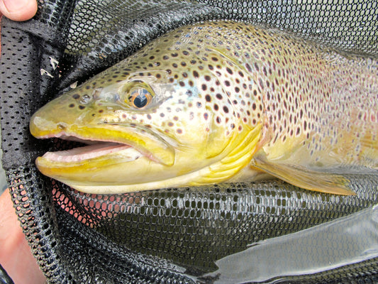 Brown Trout from Rapid Creek, Black Hills, South Dakota