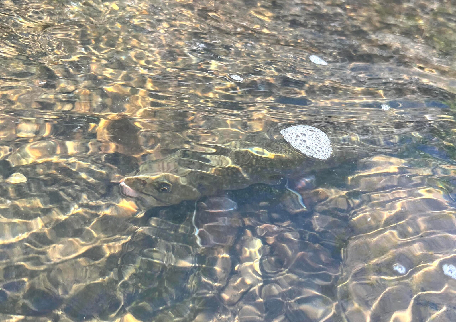 black Hills brook trout fly fishing