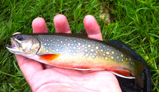 black hills brook trout brookie 2014