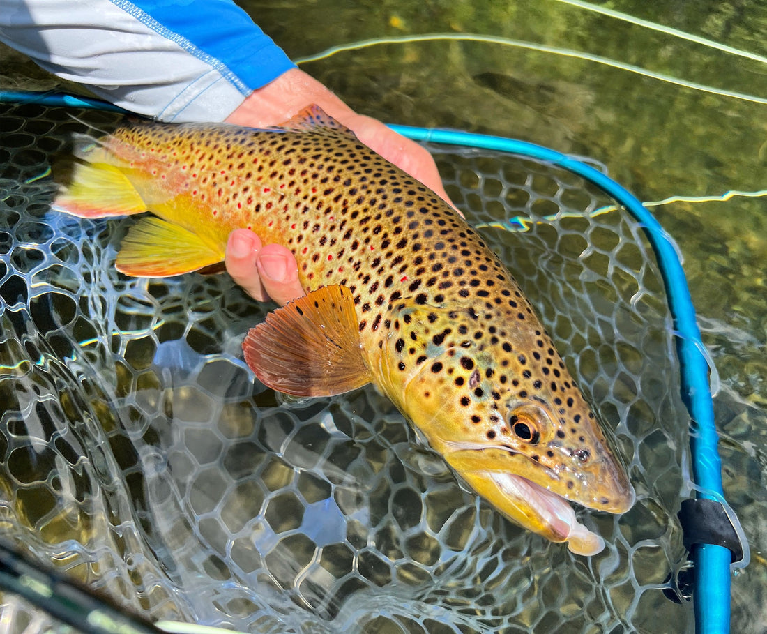 black hills brown trout fishing report