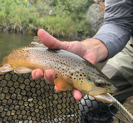 black hills brown trout 2021