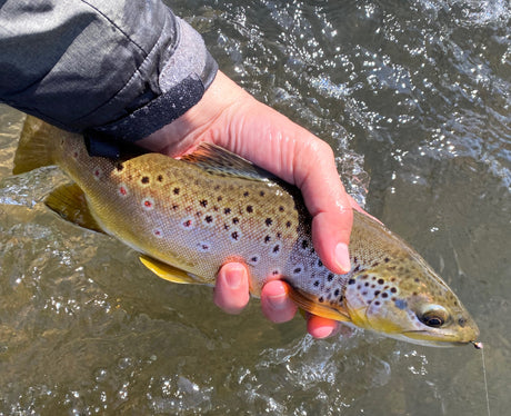 black hills fishing report fly fishing april 2020