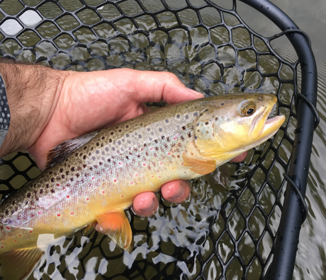 black hills fishing report august 18 2017