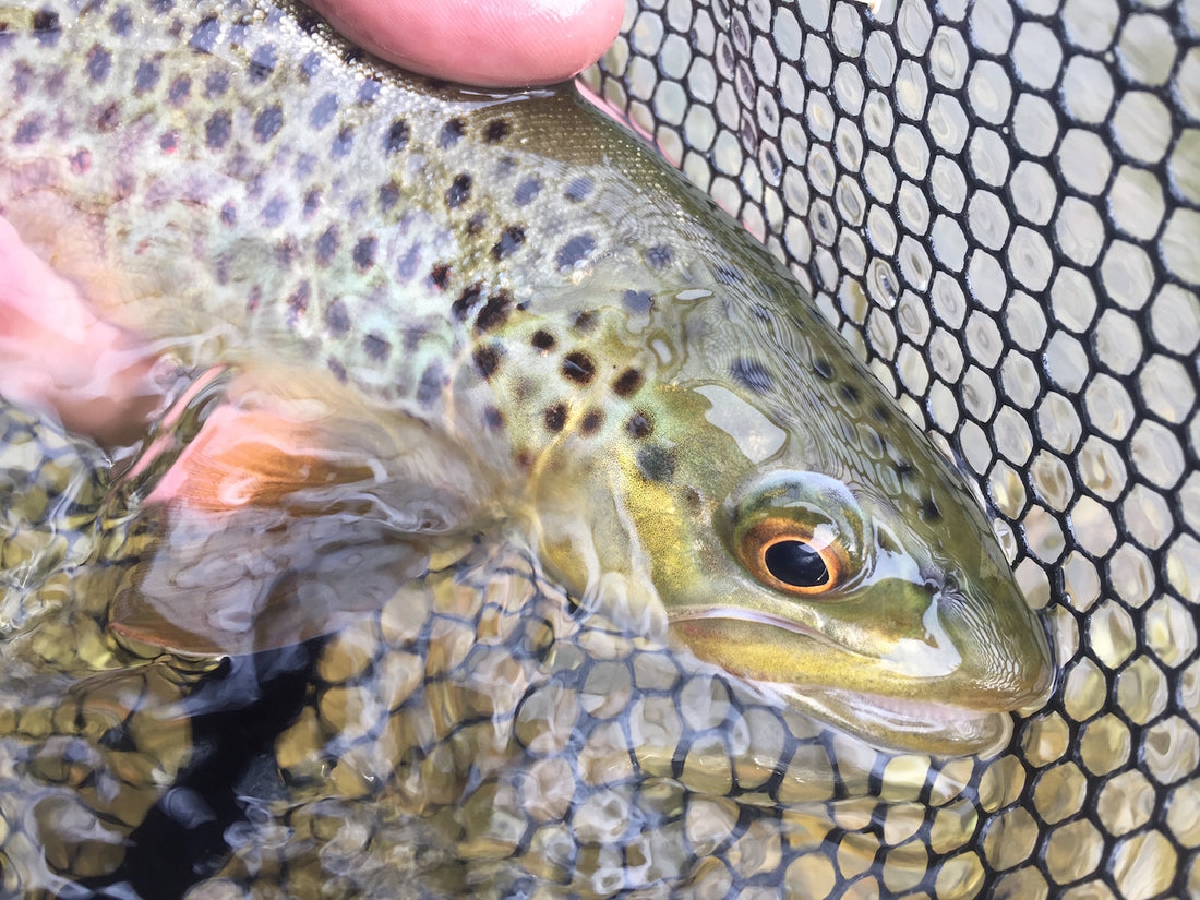 black hills fishing report august 2018 flyfishing