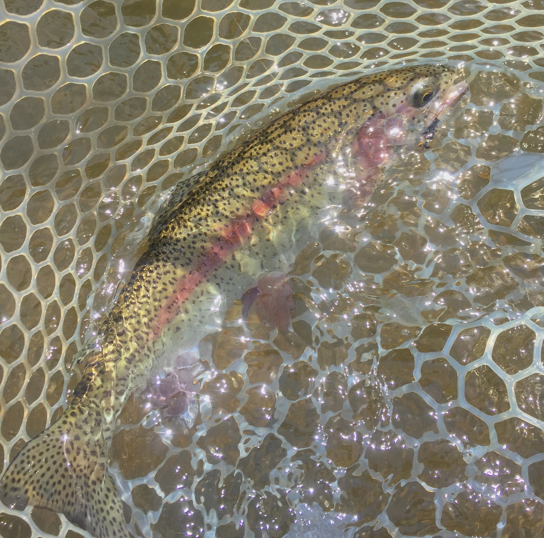 black-hills-fishing-report-august-2019-rapid-creek-south-dakota