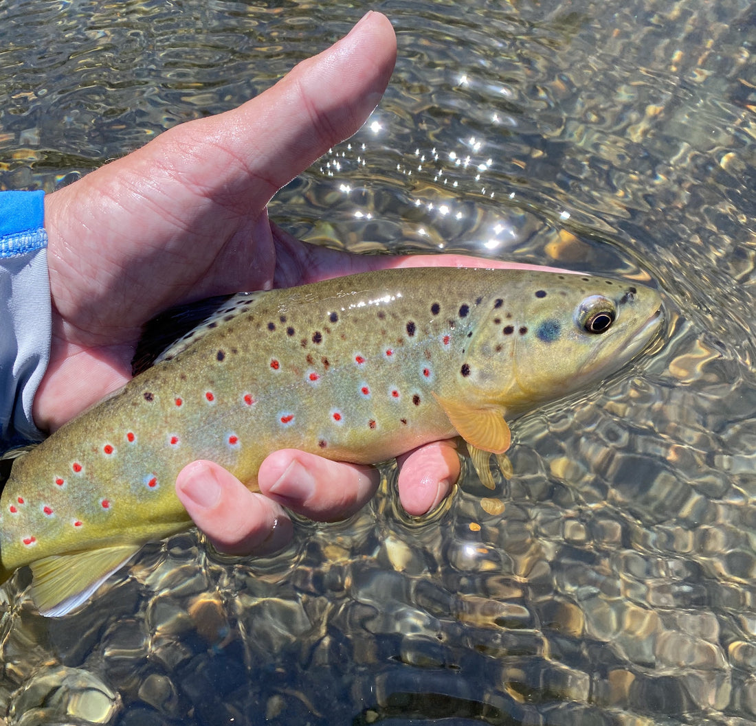 black hills fly fishing brown trout 2020