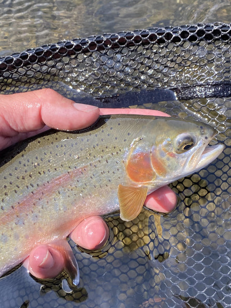 black hills rainbow trout fishing report 2020