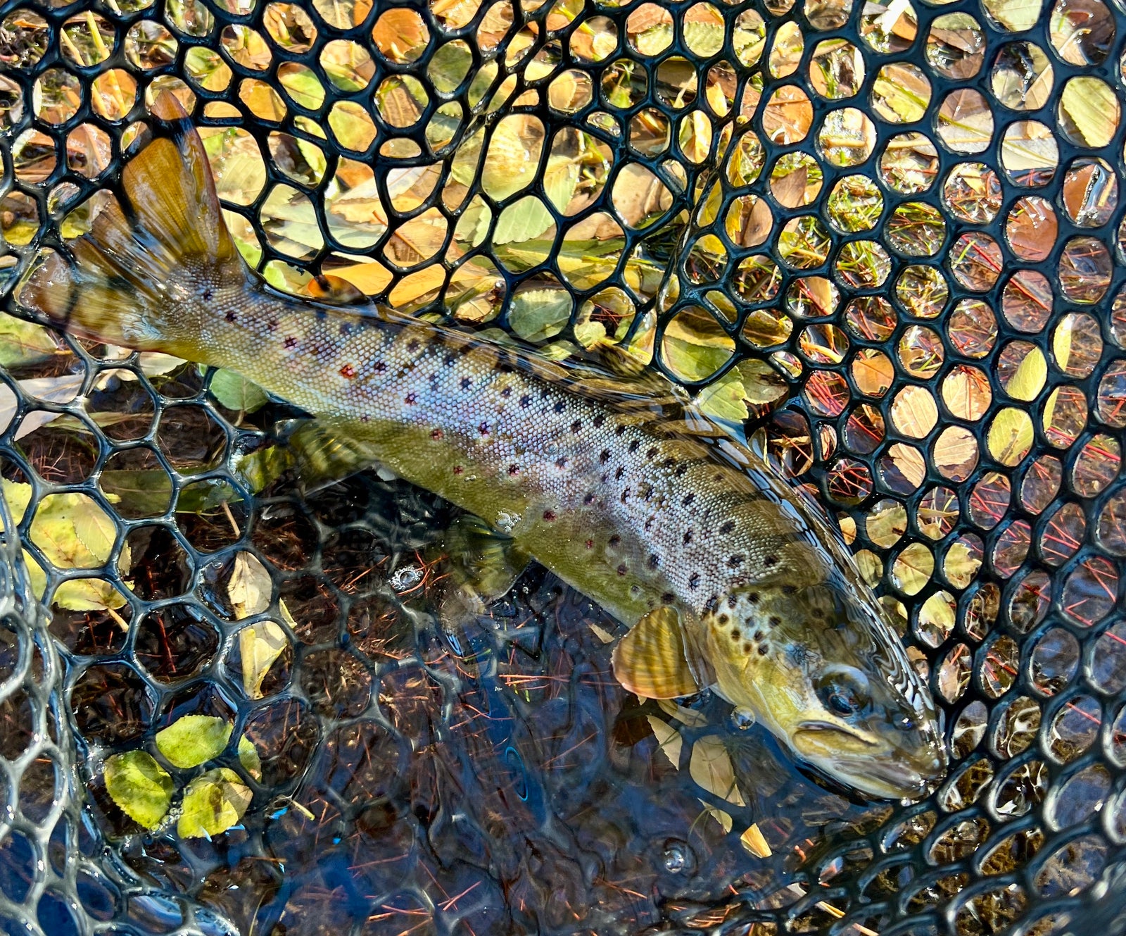 Black Hills Fly Fishing Report Nov 9th 2023