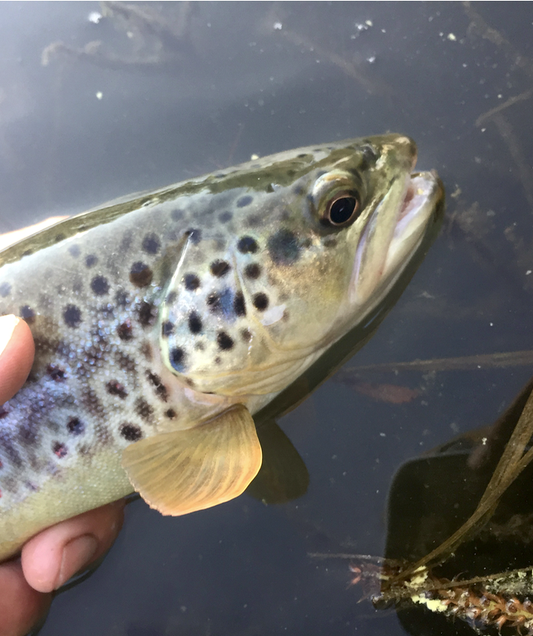 brown trout black hills fly fishing report june 2019 fly fish