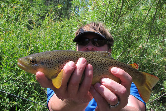 brown trout black hills fly fishing summer 2014