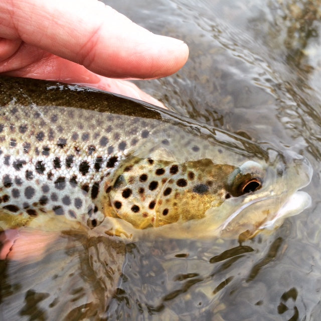 In town Brown trout black hills fly fishing