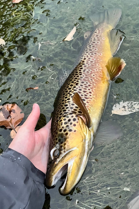 Fall brown trout in spawning colors held in clear water, Black Hills