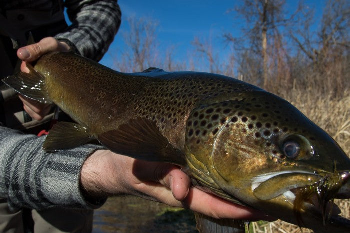 Prairie Trout.