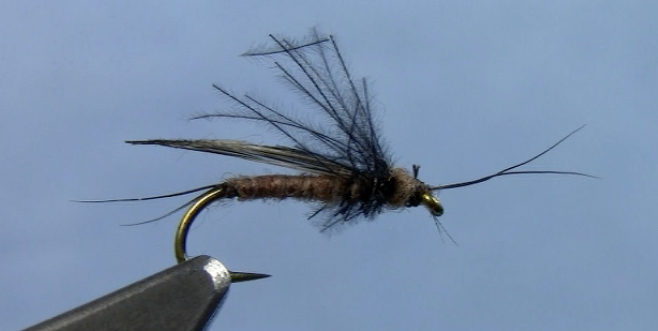 little black stonefly