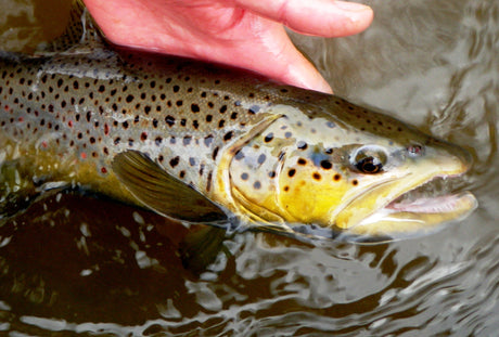 Black Hills Fall Brown Trout