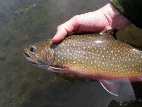 Brook Trout Black Hills