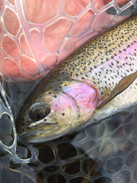 Black Hills Fishing Report - 11/23/2018