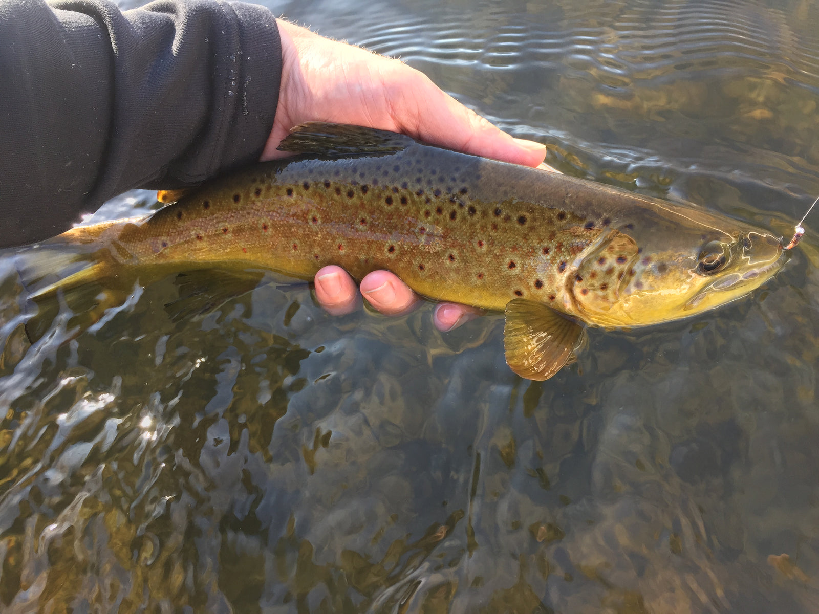 Black Hills Fishing Report - 12/6/2019