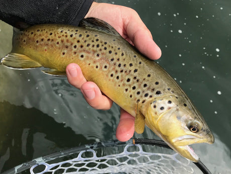 Black Hills Fishing Report - 6/25/2018