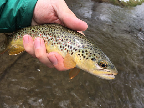 Black Hills Fishing Report - 4/27/2017