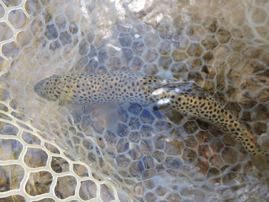 Black Hills Fishing Report - 10/1/2017